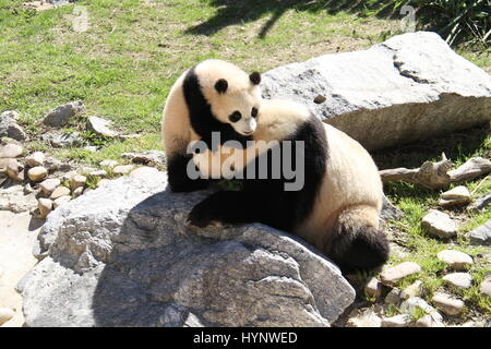 Madrid, Espagne. 5ème apr 2017. Grand panda cub Chulina joue avec sa mère Hua Zuiba en dehors de l'enclos au panda zoo de Madrid à Madrid, Espagne, le 5 avril 2017. Chulina, première femme grand panda cub d'être né ici au Zoo Aquarium, avait deux visiteurs spéciaux le mercredi quand elle a pour sa première promenade à l'extérieur de la pagode où elle a passé sa vie jusqu'à maintenant. Elle était accompagnée de son premier voyage à l'extérieur par la Reine Sofia d'Espagne et Lyu ventilateur, l'Ambassadeur de la République populaire de Chine à Madrid. Credit : Feng Junwei/Xinhua/Alamy Live News Banque D'Images