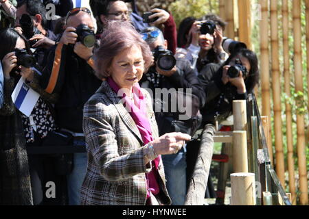 Madrid, Espagne. 5ème apr 2017. La Reine Sofia (avant) de l'Espagne visite pandas géants au zoo de Madrid à Madrid, Espagne, le 5 avril 2017. Chulina, première femme grand panda cub d'être né ici au Zoo Aquarium, avait deux visiteurs spéciaux le mercredi quand elle a pour sa première promenade à l'extérieur de la pagode où elle a passé sa vie jusqu'à maintenant. Elle était accompagnée de son premier voyage à l'extérieur par la Reine Sofia d'Espagne et Lyu ventilateur, l'Ambassadeur de la République populaire de Chine à Madrid. Credit : Feng Junwei/Xinhua/Alamy Live News Banque D'Images