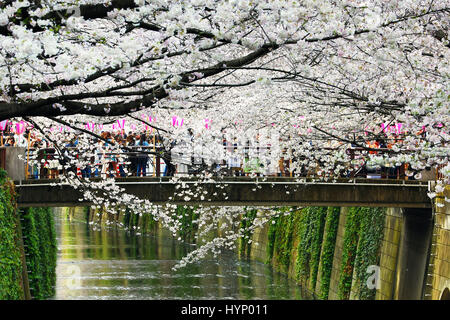 Tokyo, Japon. 6e avril 2017. Les gens apprécient la japonais cerisiers connu sous le nom de Sakura au Meguro River à Tokyo, Japon Crédit : Paul Brown/Alamy Live News Banque D'Images