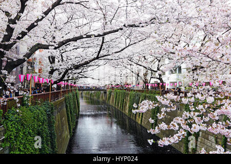 Tokyo, Japon. 6e avril 2017. Les gens apprécient la japonais cerisiers connu sous le nom de Sakura au Meguro River à Tokyo, Japon Crédit : Paul Brown/Alamy Live News Banque D'Images