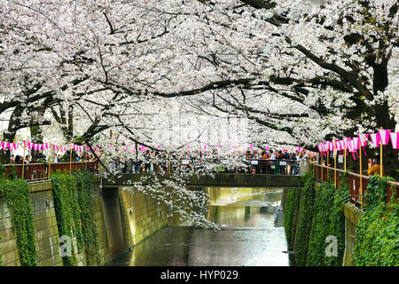 Tokyo, Japon. 6e avril 2017. Les gens apprécient la japonais cerisiers connu sous le nom de Sakura au Meguro River à Tokyo, Japon Crédit : Paul Brown/Alamy Live News Banque D'Images