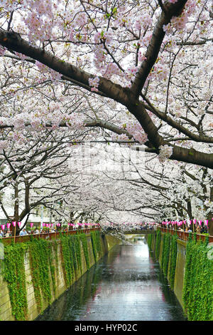 Tokyo, Japon. 6e avril 2017. Les gens apprécient la japonais cerisiers connu sous le nom de Sakura au Meguro River à Tokyo, Japon Crédit : Paul Brown/Alamy Live News Banque D'Images