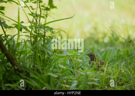 Asunción, Paraguay. 6 avril 2017. Une femelle de safran finch (Sicalis flaveola) se forge dans l'herbe pendant la matinée ensoleillée à Asunción, au Paraguay. Credit: Andre M. Chang/Alamy Live News Banque D'Images