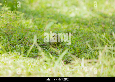 Asunción, Paraguay. 6 avril 2017. Un mâle de safran finch (Sicalis flaveola) se forge dans l'herbe pendant la matinée ensoleillée à Asunción, au Paraguay. Credit: Andre M. Chang/Alamy Live News Banque D'Images