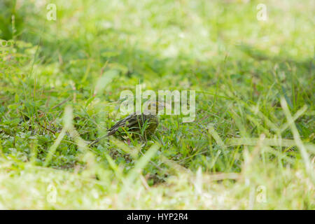 Asunción, Paraguay. 6 avril 2017. Un mâle de safran finch (Sicalis flaveola) se forge dans l'herbe pendant la matinée ensoleillée à Asunción, au Paraguay. Credit: Andre M. Chang/Alamy Live News Banque D'Images