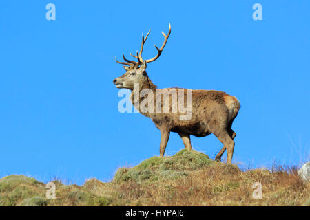 Red Deer Stag en Ecosse Glen Garry Banque D'Images