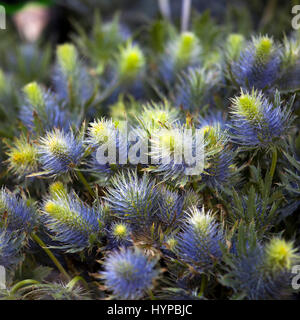 Jos Eijking bleu Eryngium - (Mer) Banque D'Images