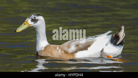 Drake Coureur indien (Anas platyrhynchos domesticus) Nager dans l'eau au printemps dans le West Sussex, Angleterre, Royaume-Uni. Banque D'Images