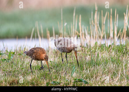 Deux barges à queue noire (Limosa limosa) dans le pré au printemps Banque D'Images