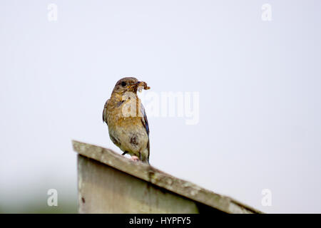Paire de Bluebirds flying l'Est au nid pour nourrir leurs petits avec une variété d'insectes Banque D'Images