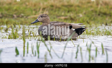 Le Canard chipeau (Anas strepera strepera) mâle / Mareca dans des milieux humides Banque D'Images