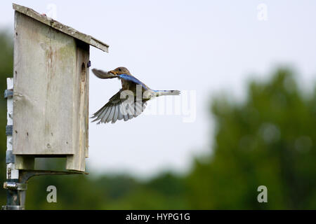 Paire de Bluebirds flying l'Est au nid pour nourrir leurs petits avec une variété d'insectes Banque D'Images
