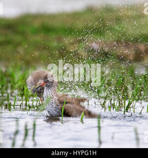 Chevalier gambette (Tringa totanus) lave-plumes dans les eaux peu profondes de l'étang Banque D'Images
