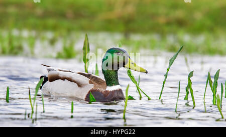 Canard sauvage / mallard (Anas platyrhynchos) homme / drake swimming in pond Banque D'Images