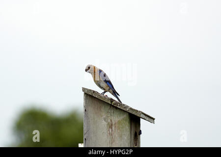 Paire de Bluebirds flying l'Est au nid pour nourrir leurs petits avec une variété d'insectes Banque D'Images