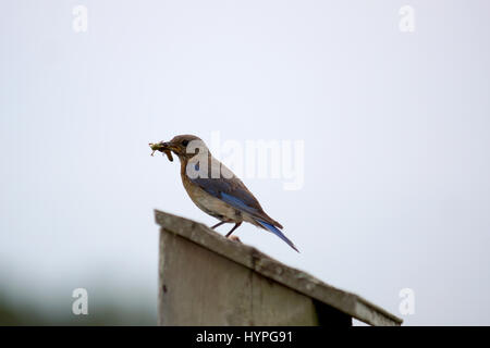 Paire de Bluebirds flying l'Est au nid pour nourrir leurs petits avec une variété d'insectes Banque D'Images