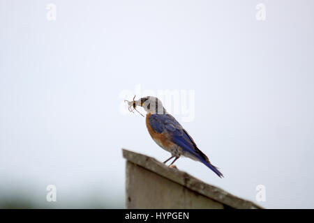 Paire de Bluebirds flying l'Est au nid pour nourrir leurs petits avec une variété d'insectes Banque D'Images