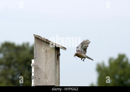 Paire de Bluebirds flying l'Est au nid pour nourrir leurs petits avec une variété d'insectes Banque D'Images