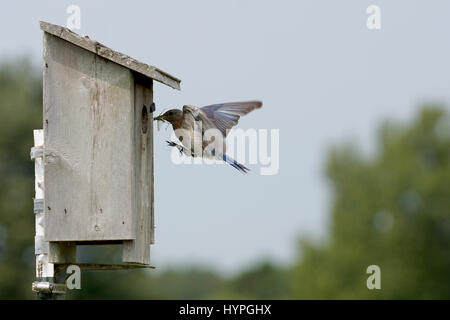 Paire de Bluebirds flying l'Est au nid pour nourrir leurs petits avec une variété d'insectes Banque D'Images