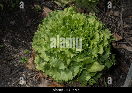 La chicorée frisée, la scarole, Cichorium endivia, Compositae Banque D'Images