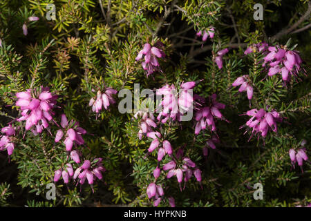 Hebe traversii, Scrophularieceae, Nouvelle Zélande Banque D'Images