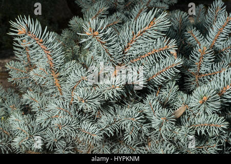 L'épinette bleue du Colorado, Picea pungens 'glauca globosa',, Pinaceae, USA Banque D'Images