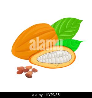 Fresh Fruits de cacao sur un fond blanc. Gousse de cacao et de haricots. Ensemble et écorchés. Vue de côté. Close up. Vector illustration. Pour la cuisson, cosmétiques, med Illustration de Vecteur