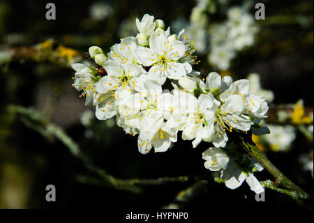 Rosaceae Prunus domestica 'Opal' fleurs sur un temps de printemps dans le jardin Banque D'Images