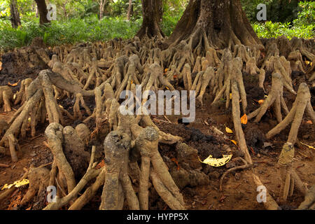 Racines aériennes de mangrove sur la côte des îles Andaman, Inde Banque D'Images
