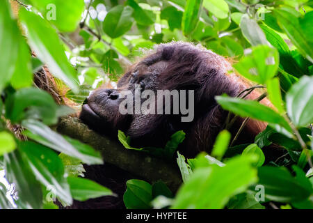 Visage d'un homme dans la forêt tropicale de l'orang-outan bride Banque D'Images