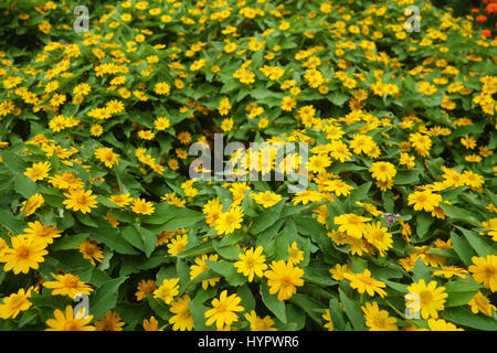 Singapour dailsy fleur dans le jardin.fleurs jaunes Banque D'Images