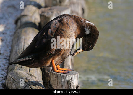 Canard colvert femelle ou close up nom Latin Anas platyrhynchos lissage elle-même perchée sur une balustrade de bois en Portonovo près de Ancona Italie Banque D'Images