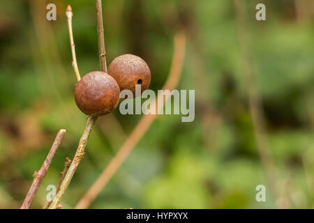 En galles sur les brindilles causées par des larves de petites guêpes Andricus Kollari gall avec trou d'émergence montrant sur l'arrière du marbre. Guêpe pond ses œufs sur les bourgeons de chêne. Banque D'Images