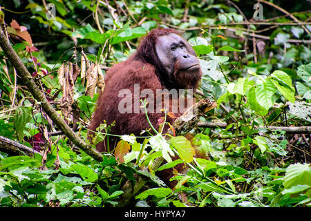 Bride mâle d'alimentation de l'orang-outan dans la forêt Banque D'Images