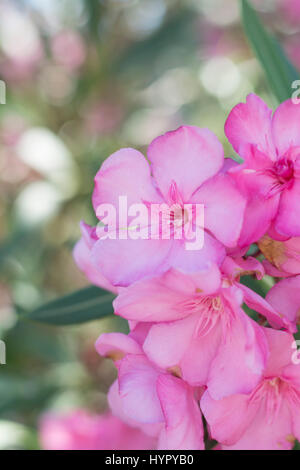 Close up de fleurs roses avec soft focus. Nerium oleander Banque D'Images