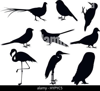 Collection de silhouettes d'oiseaux Illustration de Vecteur