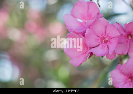 Close up de fleurs roses avec soft focus. Nerium oleander Banque D'Images