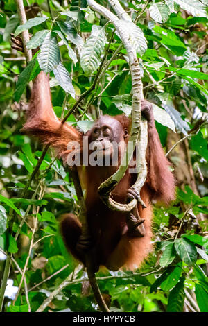 L'orang-outan juvénile se balançant dans les arbres Banque D'Images