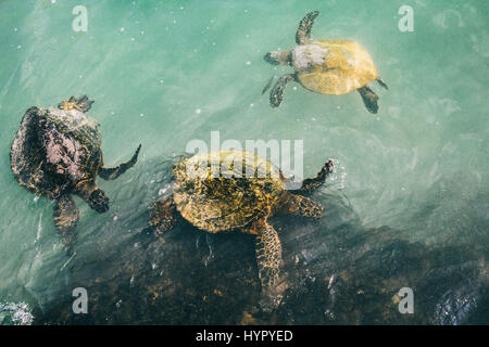 Trois tortues de mer vertes dans l'océan bleu Banque D'Images