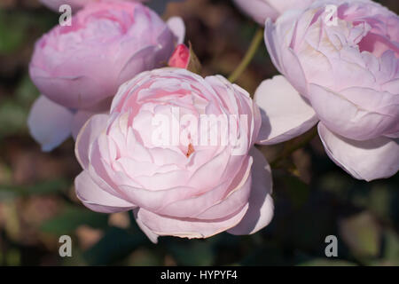 David Austin Roses - roses rose pâle Banque D'Images