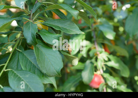 Les prunes mûres rouge entre les feuilles sur une branche d'arbre Banque D'Images
