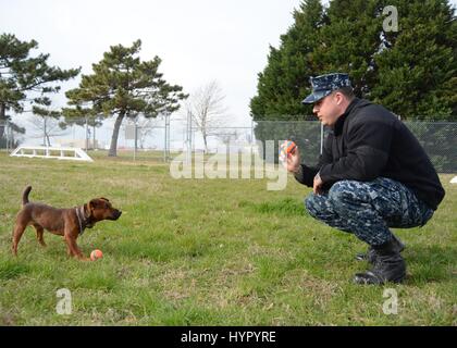 Soldat américain et son chiot Jagd terrier de travail militaire Puskos passent par formation d'obéissance à la base navale de Norfolk le 1 février 2017 à Norfolk, en Virginie. Banque D'Images