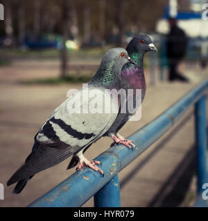 Deux pigeons assis sur un rail en fer bleu urban city park Banque D'Images