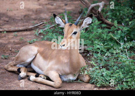 Youngmale impala étendue sur le sol dans le parc national du lac Manyara, en Tanzanie, en Afrique. Banque D'Images