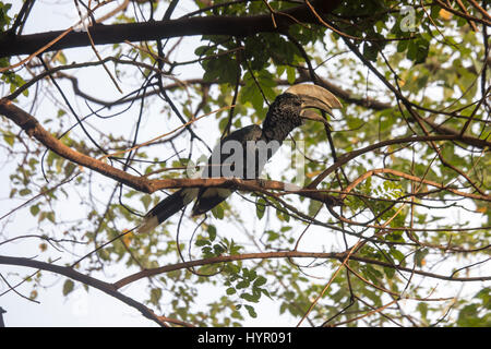 Calao à joues argent sur branche d'arbre en Lake Manyara National Park, Tanzania, Africa. Banque D'Images