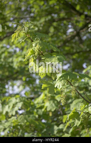 Acer pseudoplatanus Sycamore en fleurs près de Savary l'Ecosse Banque D'Images