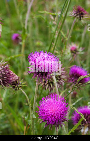 Musk thistle Carduus nutans Parc Naturel Régional du Vercors France Banque D'Images