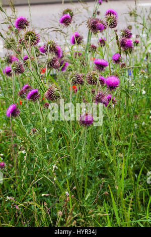 Musk thistle Carduus nutans Parc Naturel Régional du Vercors France Banque D'Images