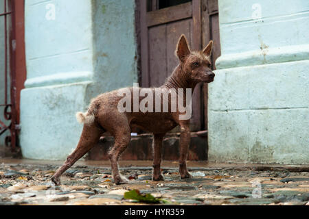 Chien errant à Trinidad, Cuba Banque D'Images