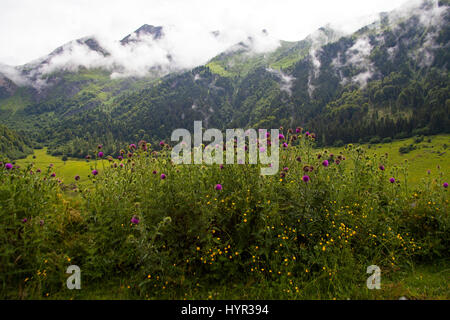 Musk thistle Carduus nutans avec les montagnes au loin près de l'Barrage du Tech France Parc National des Pyrénées Banque D'Images